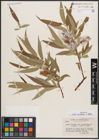 Foto von Salix caudata (Nutt.) A. Heller